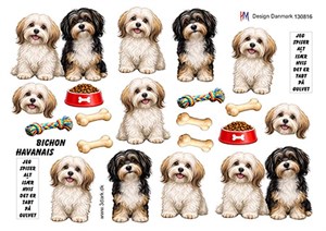 Hund bichon havanais, 3d-ark HM Design.